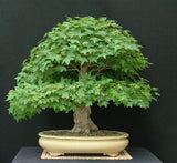 Bonsai Acer Buergerianum 18 anos