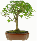 Bonsai Acer Buergerianum 18 anos