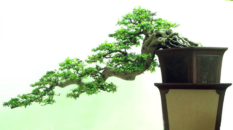 Bonsai Carmona 12 anos